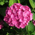 Hortensia