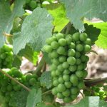 Vindruer