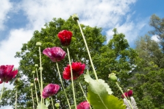 aurland-blomster-onstad-road-trip-2015-img_4934