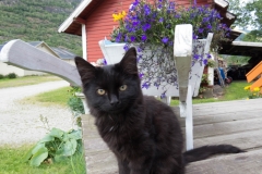 aurland-onstad-panter-road-trip-2015-img_5005