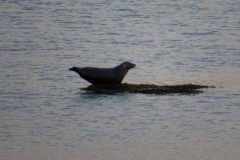 ringstad-road-trip-2015-img_4519 ringstad-road-trip-2015-img_4519
