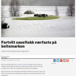 Fortvilet saueflokk værfast på beitemark